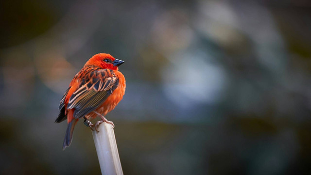 Ilustrasi anis merah. Sumber foto: Unsplash