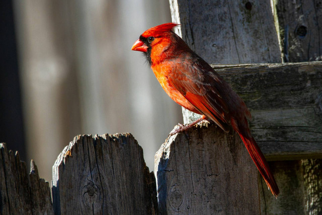 Ilustrasi anis merah. Sumber foto: Unsplash