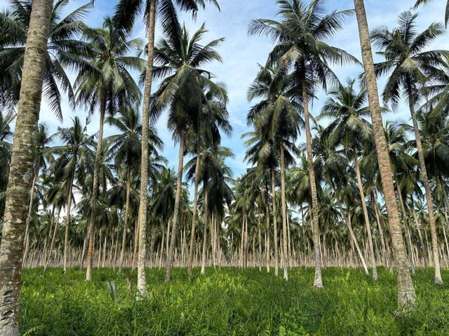 Perkebunan kelapa di lahan gambut di Pulau Burung, Indragiri Hilir, Riau. (Sumber foto: Dokumentasi pribadi)