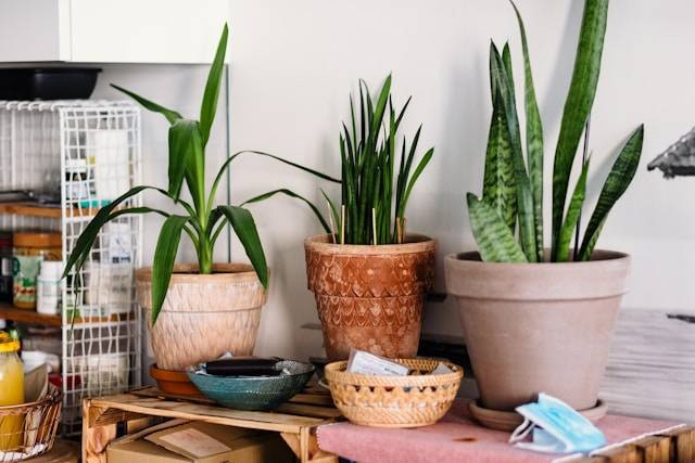 Cara Merawat Lidah Mertua Outdoor. Foto Hanya Ilustrasi. Sumber Foto: Unsplash.com/freestocks