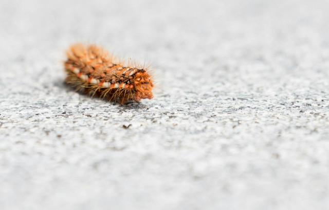 Ilustrasi ulat jerman. Sumber foto: Unsplash