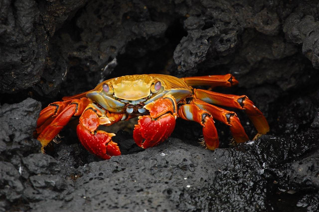 Ilustrasi gambar kepiting, picture by WikiImages by Pixabay