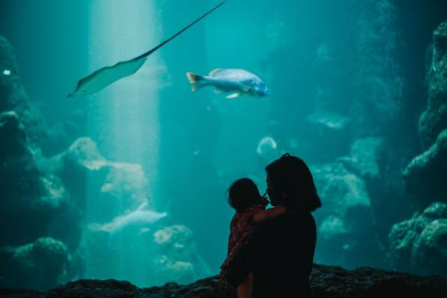 Tips ke SeaWorld Ancol. Sumber: Unsplash/Mendy Revanus