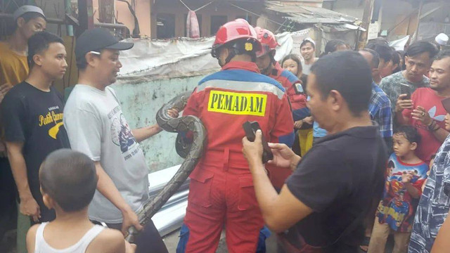 Damkar Jaktim mengevakuasi ular sanca sepanjang 4 meter.  Foto: Sudin Damkar Jakarta Timur