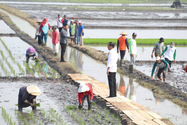 Presiden Joko Widodo saat meninjau pompanisasi di Desa Bandan Hurip, Kecamatan Palas, Kabupaten Lampung Selatan, Kamis (11/7/2024). Foto: Dok. Kementan