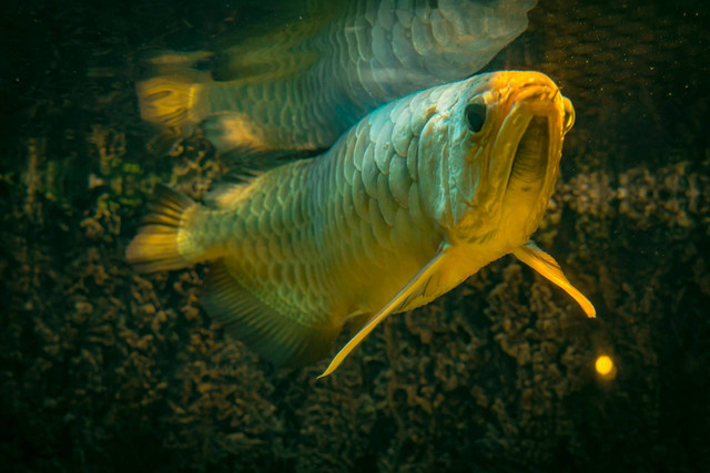 Ilustrasi ikan arwana. Sumber foto: Unsplash