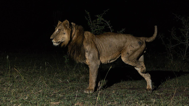 Singa berkaki tiga, Jacob. Foto: Dok. Alexander Braczkowski/Griffith University