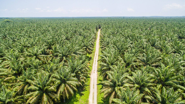 Perkebunan Sawit, Foto: Canva