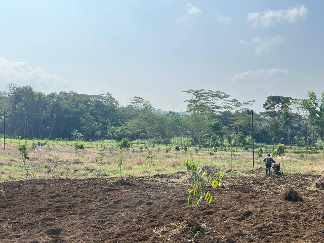 4 hektare tanah kalurahan di Banjarharjo, Kalibawang, Kulon Progo, dikelola menjadi kebun kelengkeng. Foto: Widi RH Pradana/Pandangan Jogja