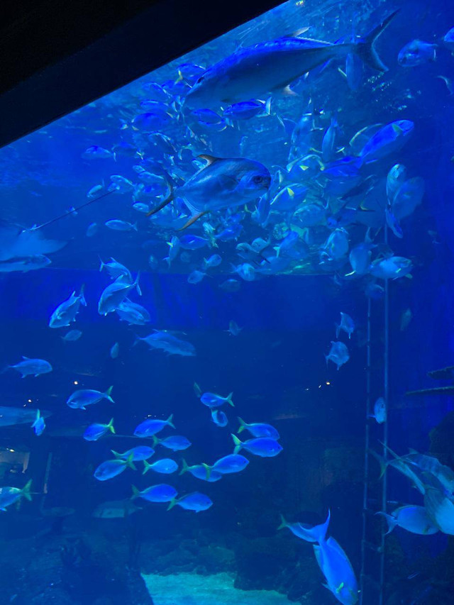 Dokumen pribadi/Jakarta Aquarium