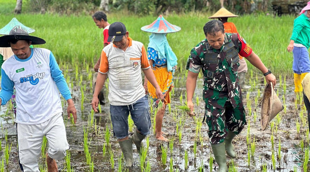 Dandim Mempawah menanam padi bersama petani. Foto: Dok. Pendim Mempawah