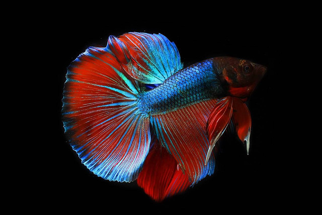 ilustrasi ikan cupang (Pixabay)