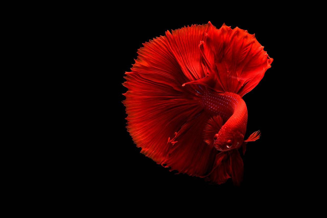 ilustrasi ikan cupang (Pixabay)