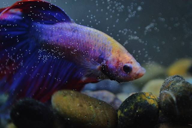 Penyebab Ikan Cupang Betina Tidak Mau Kawin. Foto Hanya Ilustrasi. Sumber Foto: Unsplash.com/qaz farid
