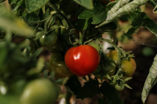 Ilustrasi tanaman hortikultura adalah, sumber foto: cottonbro studio by pexels.com