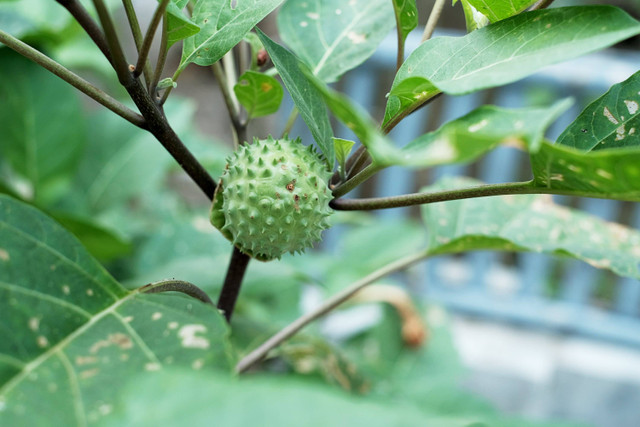 Ilustrasi kecubung. Foto: Shutterstock