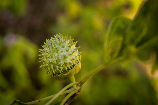 Ilustrasi kecubung. Foto: Shutterstock