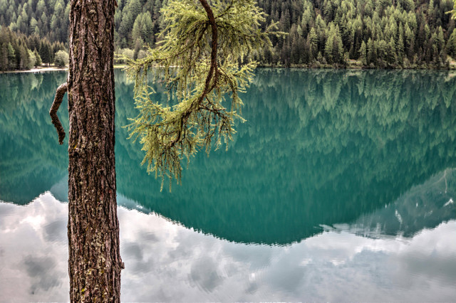 Ilustrasi Contoh Tumbuhan Berbiji Terbuka. Foto: Pexels/eberhard grossgasteiger