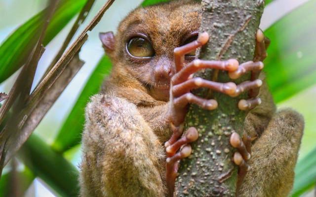 Ilustrasi tarsius pelengensis. Sumber: Charly Severino/pexels.com