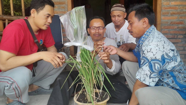 Petani Desa Brabowan, Kecamatan Gayam, Kabupaten Bojonegoro, Jawa Timur, yang menerapkan pertanian ekologis ramah lingkungan. (Aset: Istimewa)