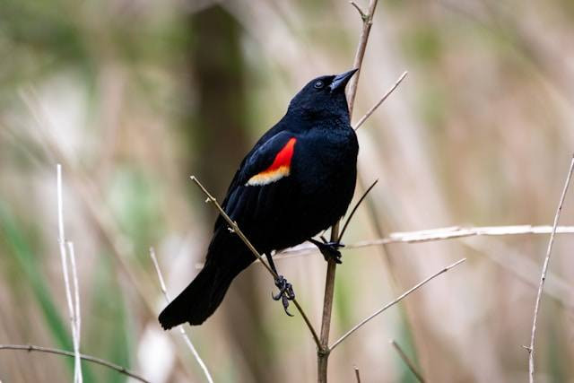 Penyebab Burung Murai Batu Gemetaran. Foto Hanya Ilustrasi. Sumber Foto: Unsplash.com/Joshua J. Cotten