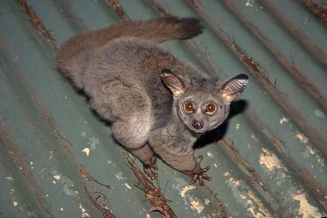 Foto Hanya Ilustrasi: Rondo Dwarf Galago. Sumber: Pixabay.com