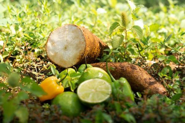 Ilustrasi tanaman yang menyimpan cadangan makanan di akar. Sumber foto: Pexels/Ivonne Arceo