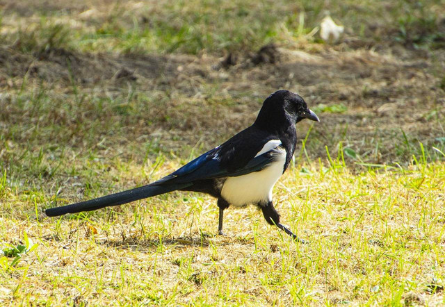 ilustrasi burung murai batu (Pixabay)