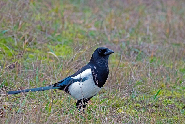 ilustrasi burung murai batu (Pixabay)