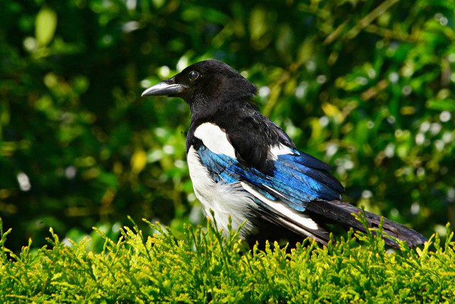 ilustrasi burung murai batu (Pixabay)