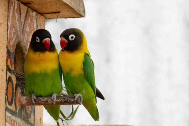 Ilustrasi apakah lovebird boleh dilepas ke alam liar, sumber foto: Miguel Cuenca by pexels.com