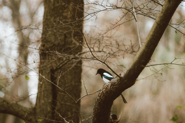 Ilustrasi murai batu. Sumber foto: Unsplash