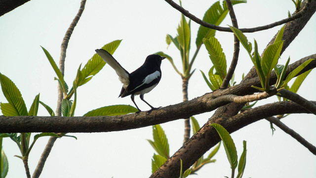 Ilustrasi murai batu. Sumber foto: Unsplash