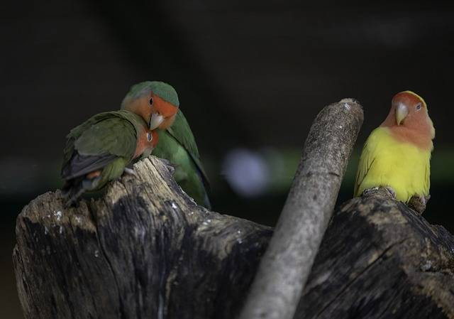 Ilustrasi apakah lovebird bisa bertelur tanpa kawin. Foto: Pixabay