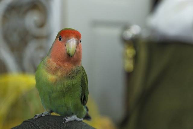 Ilustrasi ciri-ciri lovebird mau bertelur. Foto: Pixabay