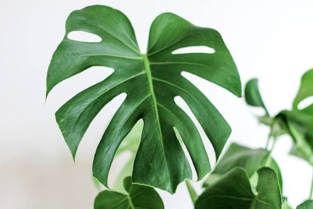 Penyebab Daun Monstera Gosong. Foto Hanya Ilustrasi. Sumber Foto: Unsplash.com/Kara Eads