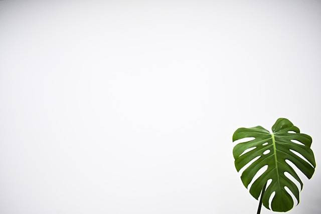 Apakah Monstera Bisa Hidup di Air? Foto Hanya Ilustrasi. Sumber Foto: Unsplash.com/Nikita Bren