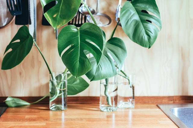 Kenapa Monstera Mahal? Foto Hanya Ilustrasi. Sumber Foto: Unsplash.com/Brina Blum