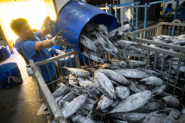 Pekerja memindahkan ikan di gudang penyimpanan berpendingin (cold storage) di fasilitas Cold Storage Kementerian Kelautan dan Perikanan (KKP) di Muara Baru, Jakarta, Senin (15/7/2024). Foto: Erlangga Bregas Prakoso/ANTARA FOTO