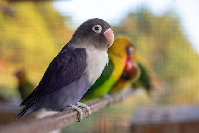 Ilustrasi Manfaat Daun Krokot untuk Lovebird. Foto: dok. Unsplash/Noppon Meenuch