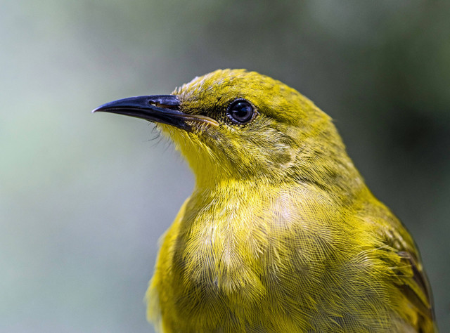 Ilustrasi Cara Mengobati Burung Kenari Nyekukruk. Sumber: Unsplash