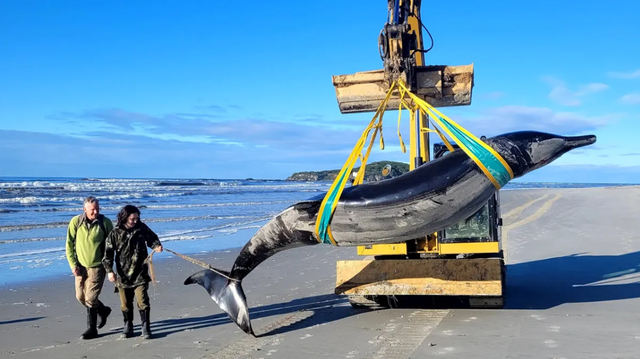 Spesies langka paus bergigi sekop ditemukan terdampar di sebuah pantai di Selandia Baru.  Foto: New Zealand Department of Conservation