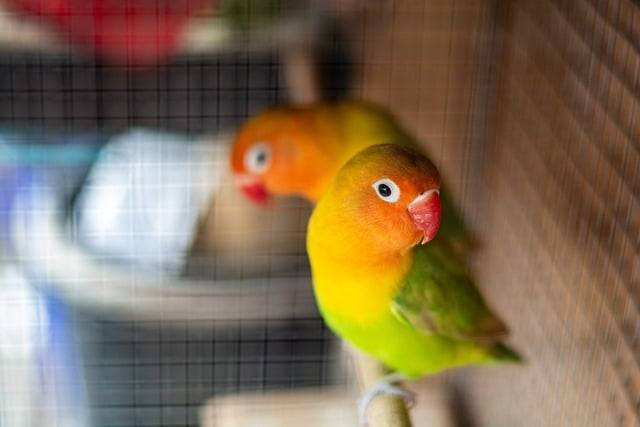 Ilustrasi cara menaikkan emosi lovebird betina. Foto: Pixabay