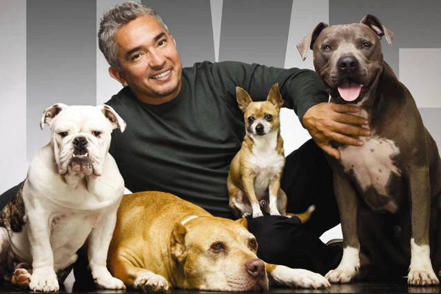 Cesar Millan, Psikolog Hewan