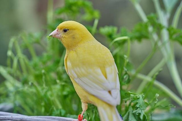 Ilustrasi manfaat air kelapa untuk burung kenari. Foto: Pixabay