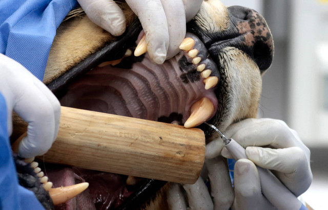 Dokter hewan melakukan pembersihan gigi pada singa Afrika jantan yang telah dibius selama pemeriksaan kesehatan tahunannya di Kebun Binatang Guadalajara, Meksiko, Selasa (15/7/2024). Foto: Ulises RUIZ/AFP