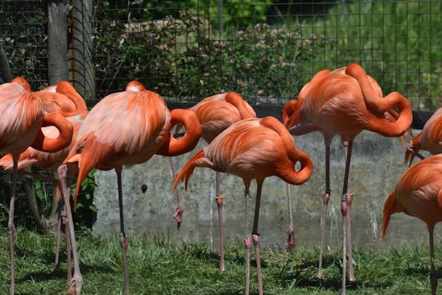 Daya Tarik Toronto Zoo Kanada. Foto hanya ilustrasi bukan tempat sebenarnya. Sumber foto: Pexels.com/Rita Tang