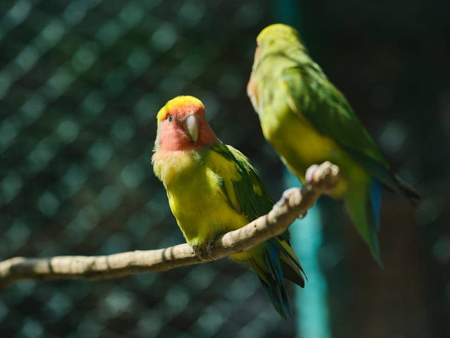 ilustrasi lovebird (Pexels)