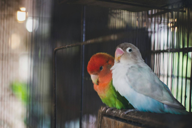 Ilustrasi lovebird. Sumber foto: Unsplash