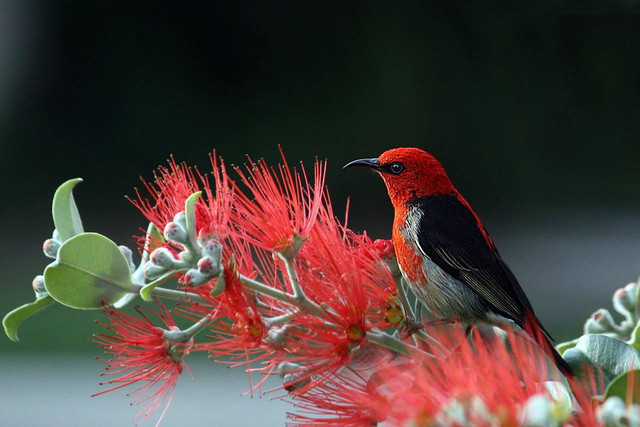 Ilustrasi manfaat jahe untuk lovebird lomba. Sumber foto Pixabay. 